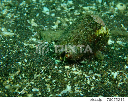 大瀬崎のマガキガイ 78075211