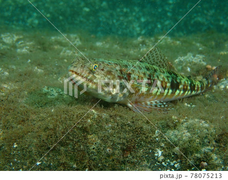 大瀬崎のオキエソ 78075213