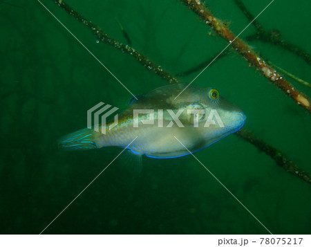 大瀬崎のキタマクラ 78075217