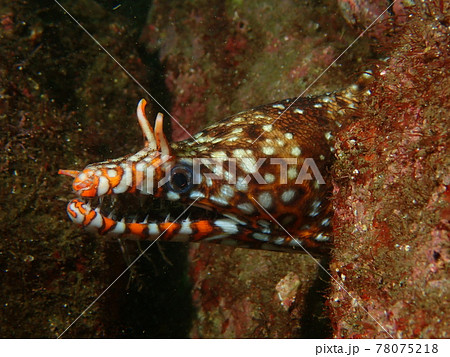 大瀬崎のトラウツボ 78075218