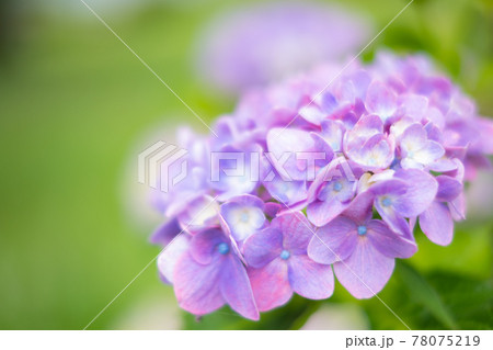 一輪の紫色の紫陽花アップ写真 78075219