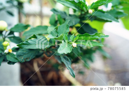 タマサンゴ 78075585