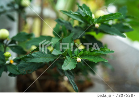 タマサンゴ タマサンゴ 78075587