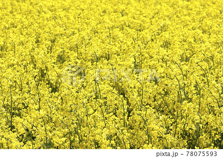菜の花畑 菜の花 ナノハナ なのはな 菜の花畑 菜の花 ナノハナ なのはな 78075593
