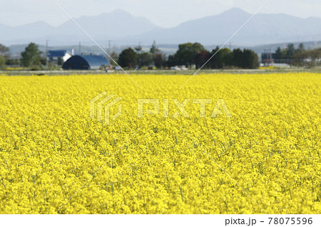 菜の花畑 菜の花 ナノハナ なのはな 菜の花畑 菜の花 ナノハナ なのはな 78075596