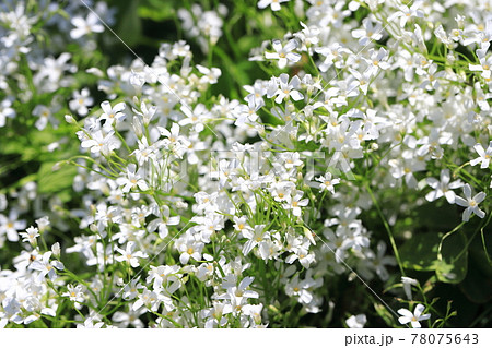 満開の白花芋片喰(シロバナイモカタバミ)の花 満開の白花芋片喰(シロバナイモカタバミ)の花 78075643