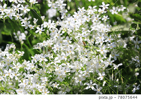 満開の白花芋片喰（シロバナイモカタバミ）の花　 78075644