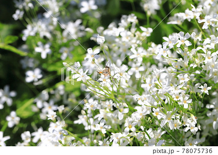 満開の白花芋片喰（シロバナイモカタバミ）と蜜蜂 78075736