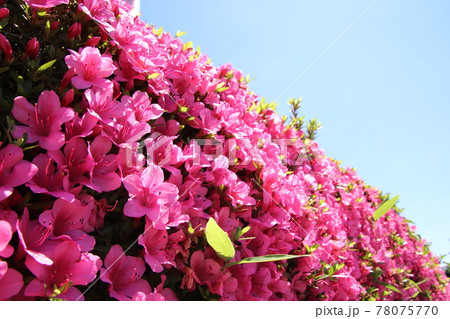 ツツジ 78075770