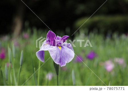 ハナショウブ 78075771