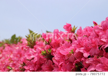 ツツジ ツツジ 78075772