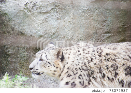 雪豹 雪豹 78075987