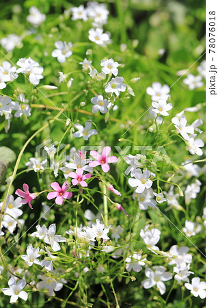 紅白のカタバミ(白花イモカタバミと赤カタバミ) 紅白のカタバミ(白花イモカタバミと赤カタバミ) 78076018