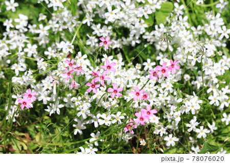 紅白のカタバミ（白花イモカタバミと赤カタバミ） 78076020