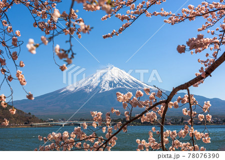 Mt. Fuji, Japan on Lake Kawaguchi during Spring Season 78076390