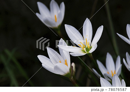 夕方に閉じ始めるタマスダレの花1 78076587
