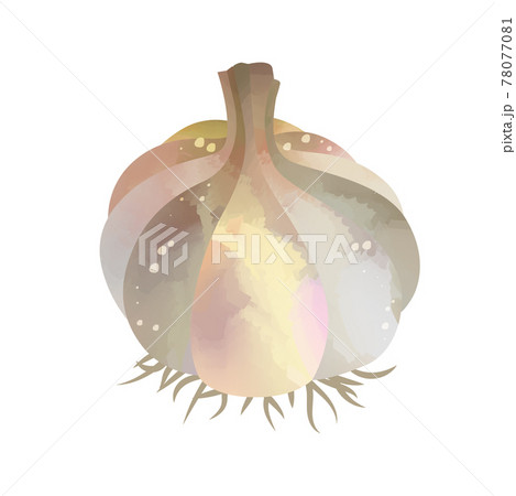 Watercolor Garlic isolated on white background. Digital art painting. 78077081