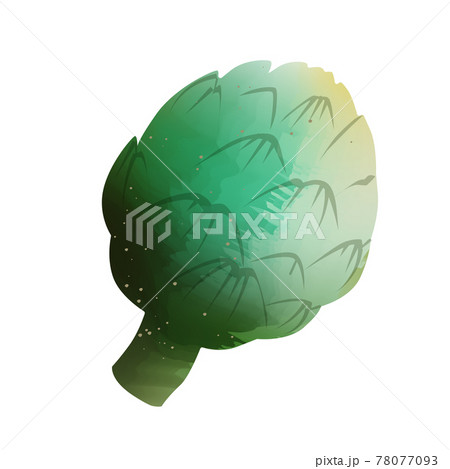 Watercolor Artichoke  isolated on white background. Digital art painting. 78077093