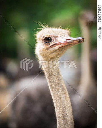 Ostrich Ostrich 78077692