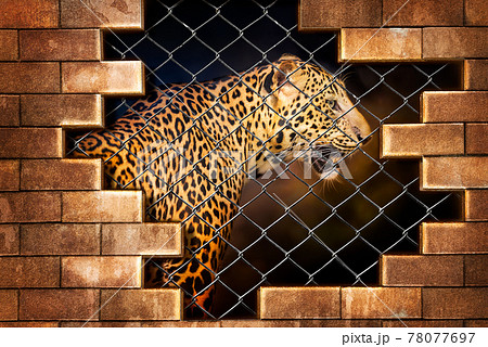 Leopard in cage 78077697