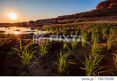 .Traditional rice field at Sam Pan Bok Grand Canyon, Ubon Ratchathani, Thailand 78078096