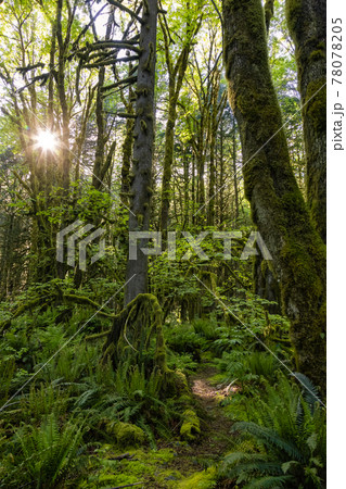 Canadian Rain Forest. Beautiful View of Fresh Green Trees Canadian Rain Forest. Beautiful View of Fresh Green Trees 78078205