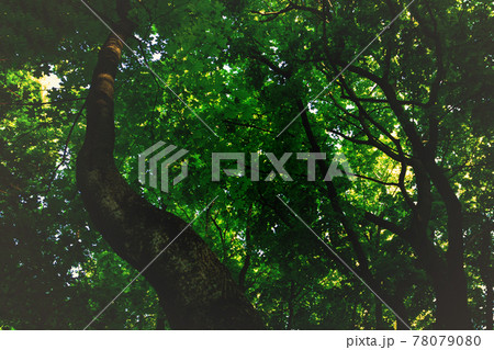 Crooked oak tree trunk in the forest. Crooked oak tree trunk in the forest. 78079080