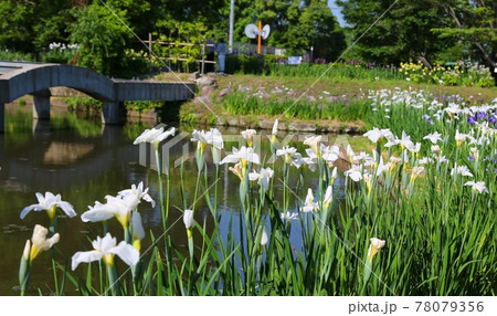 佐賀市大和花しょうぶ園 78079356