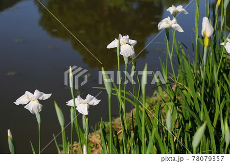 佐賀市大和花しょうぶ園 78079357