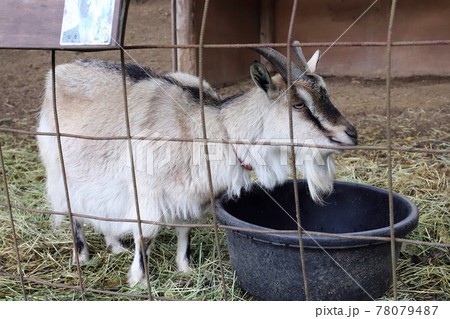神戸 弓削牧場の風景（兵庫県 神戸市 北区） 78079487