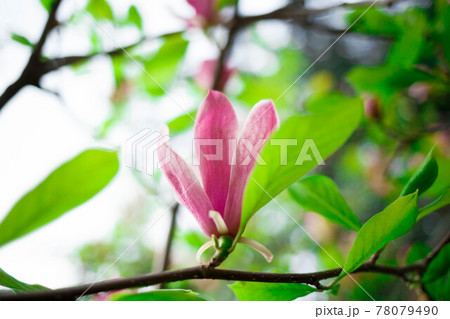 pink magnolia flowers close up. selective focus, blur, grain 78079490