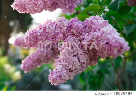 beautiful spring flowers of lilac against the sky 78079494