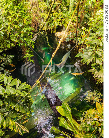High angle view of a pond with many big fishes swimming 78080083