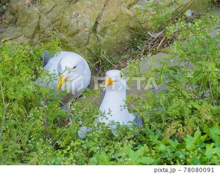Close up shot of Seagulls laying egg on Alcatraz island 78080091