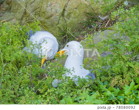 Close up shot of Seagulls laying egg on Alcatraz island Close up shot of Seagulls laying egg on Alcatraz island 78080092