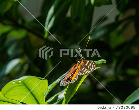 Close up shot of Heliconius hecale butterfly resting on a leaf Close up shot of Heliconius hecale butterfly resting on a leaf 78080099