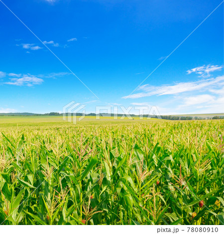 Corn field and blue sky. Corn field and blue sky. 78080910