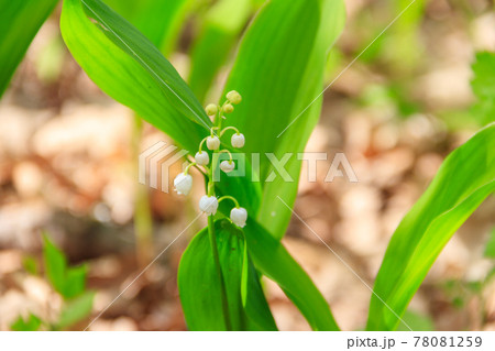 Lily of the valley (Convallaria majalis) white flowers in forest at spring 78081259