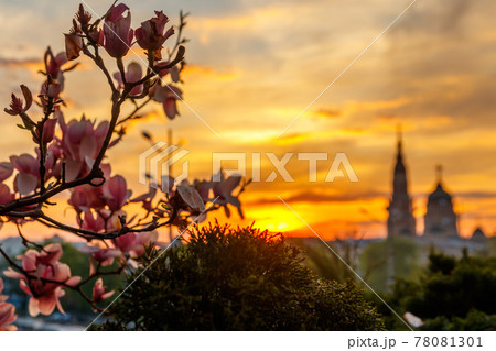 Pink blooming magnolia branches against Annunciation cathedral at sunset in Kharkov, Ukraine 78081301