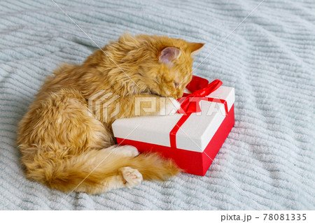 Ginger cat with gift box on a bed 78081335