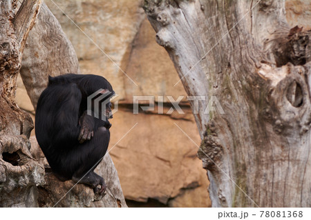 The sadness of a monkey on a tree 78081368