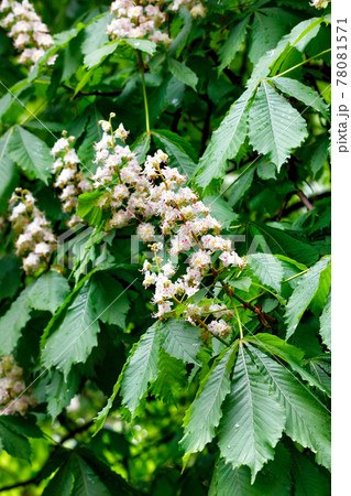 Blooming branch of chestnut after rain on a spring day. Blooming branch of chestnut after rain on a spring day. 78081571