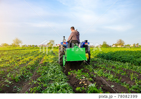 Farmer digs out a crop of potatoes. Harvest first potatoes in early spring. Farming and farmland. Agro industry and agribusiness. Support for farms. Harvesting mechanization in developing countries. Farmer digs out a crop of potatoes. Harvest first potatoes in early spring. Farming and farmland. Agro industry and agribusiness. Support for farms. Harvesting mechanization in developing countries. 78082399