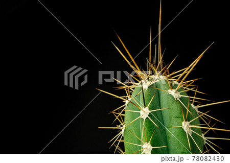 Macro photo of green cactus with spines 78082430