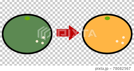 完熟みかんと未熟みかんのイラスト素材　矢印付き 78082567