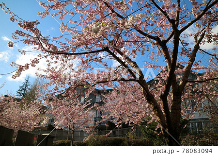 タウンハウスに咲く美しい桜と青い空 タウンハウスに咲く美しい桜と青い空 78083094