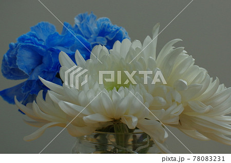 真実と誠実 気品と清潔感を感じる白い菊の花弁の写真素材