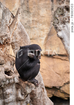 The sadness of a monkey on a tree The sadness of a monkey on a tree 78083503