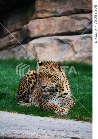 Majestic panther resting on a grass carpet 78083508