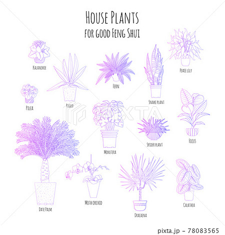 Purple gradient set of potted houseplants for good feng shui with names 78083565